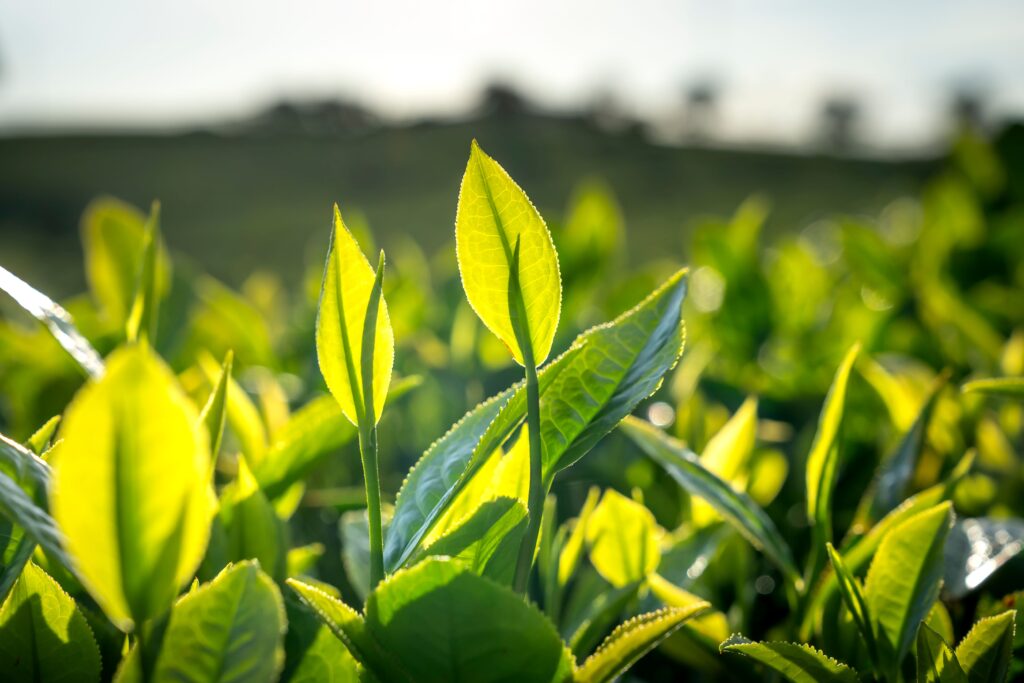 Trị gàu tại nhà bằng lá trà xanh