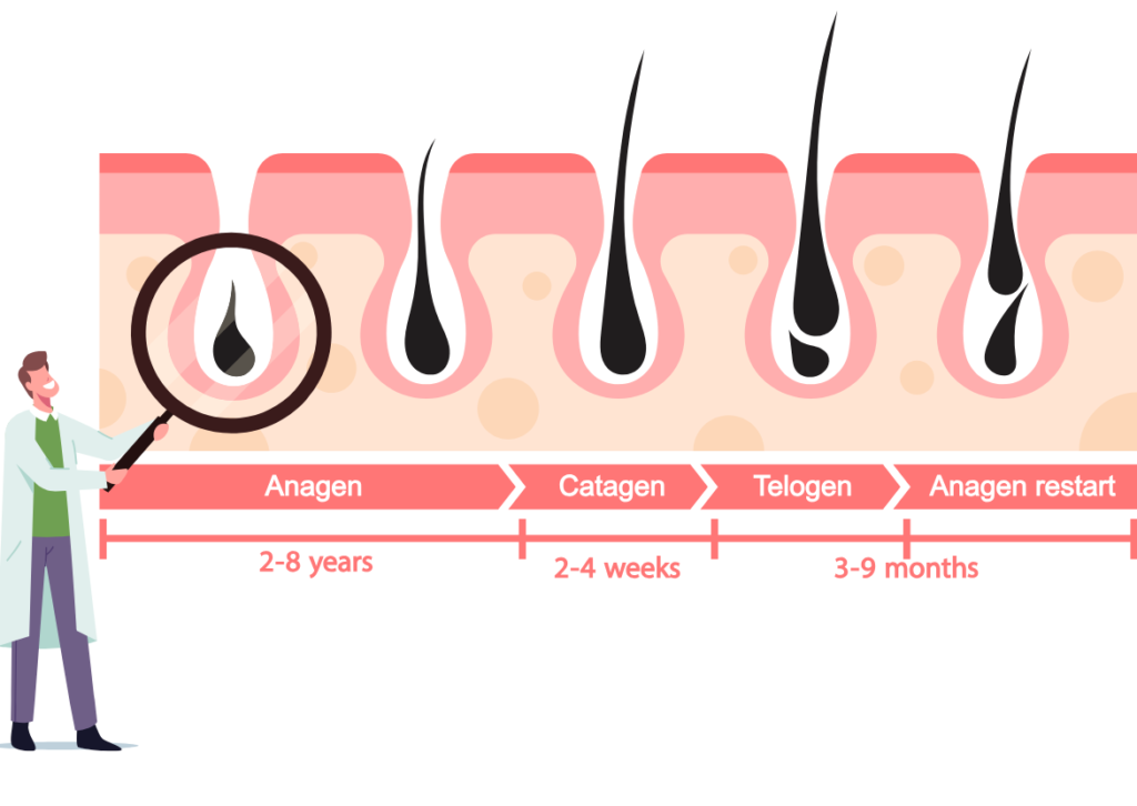 Chu kỳ phát triển của tóc